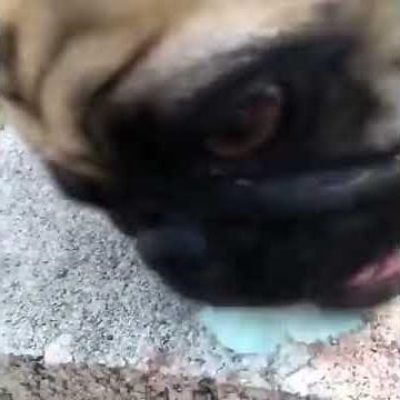 DOG EATS BUTTERFLY !! - VINE #1