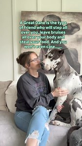 11K views · 442 reactions | A Great Dane is the type of friend who will step all over you, leave bruises all over your body and steal your food. And you won’t even care…… | Danes And Things | Facebook