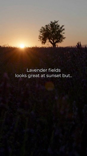 Romu on Instagram: "Starlapse I shot few years ago in Valensole lavender field, France. Thing is the session was stopped by some random Italian photographer passing by in front of my camera during my shot 郎 here are the clean frames I saved. Lumix S5 with vanguard tripod ✂️after effects Starstax Lr Timelapse  adobe Lightroom"