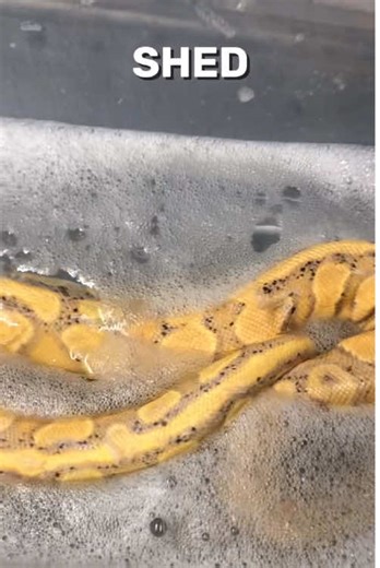 Soak To Remove Stuck Shed #snake #ballpythonbreeder #snakevideos #reptile #python