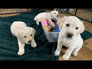 LIVE STREAM Puppy Cam! 6 Adorable Labrador Puppies in their 7th Week! Mar 5 Part 3