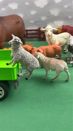 Sheeps / Carneiros #farm #horse #dog #fazenda #cow | farm animals