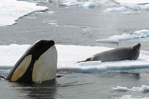 Orcas are first non-humans whose evolution is driven by culture