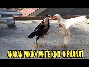 ANAKAN AYAM PAKHOY SILANGAN BANGKOK SELATAN ( PHANAT )