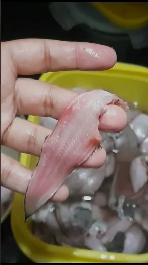 How to clean small sole fish