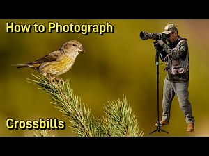 How to Photograph Crossbills: Top Tips & Techniques for stunning Crossbill photography.