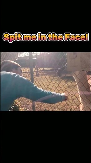 Llamas Spitting on People Compilation