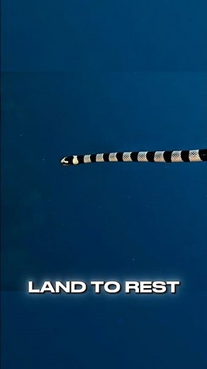 Banded Sea Krait Facts 🐍🌊 | The Ocean’s Striped Sea Snake#SeaSnake #BandedSeaKrait #OceanCreatures