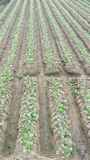 muli ki kheti #kisanaandoln #farmingequipment #viralvideo #farmmachinery #viral #indianfarmer #new