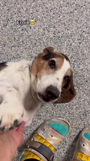 Lets see who my favorite dogs are this week at dog daycare! #dogs #fyp #dogdaycare