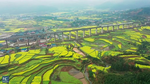 3.5K views · 379 reactions | When technology meets nature: Take a ride on the Shanghai-Kunming high-speed train and have a picturesque journey through rape flower fields | China Xinhua Sci-Tech | Facebook