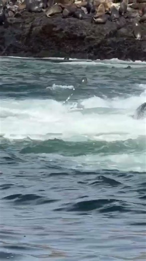 Thousands of Seals Swimming and Playing in Crashing Waves 🌊🦭