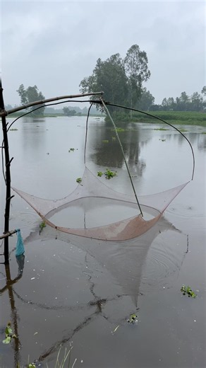 Catching fish with a cast net in the village.