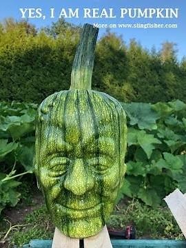 how to grow the frankenstein shaped pumpkin with frankenstein pumpkin mold