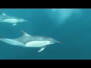 DOLPHINS: 10 Hours of relaxing, soothing ambient sound as Dolphins swim in the ocean.