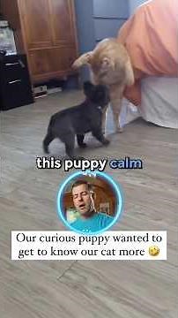 How To Introduce Puppy To Cat