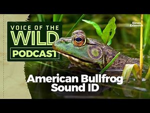 Episode 63: American Bullfrog – Voice of the Wild
