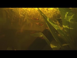 Chili Rasboras in Natural Aquarium - Cinematic