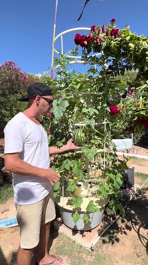 1.8M views · 44K reactions | Vertical farming aeroponic watermelon  & lettuce 塞 on a Tower Garden #towergarden #verticalfarming #aeroponics #watermelon #lettuce #vegetablegarden #farmtotable #hydroponics #melon #agriculture #farming | Agrotonomy Tower Farms | Facebook
