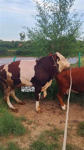 Scientific cattle raising, new farmer plan, scientific cattle raising2