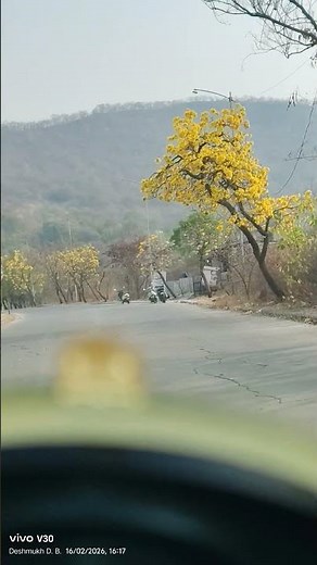 Why Do Yellow Flowers Exist?