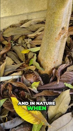 Perfect Potting Mix for Healthy Plant Roots