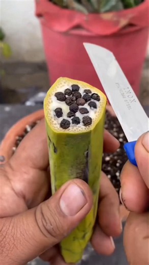 🌱 Banana Stem + Black Pepper Secret! 😱 20 Days Root Growth Result #Shorts