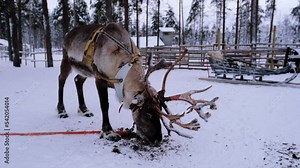 horned reindeer eat moss reindeer moss at deer farm on winter day, wooden cart, Lapland, Northern Finland, Lapinkyla resort, traditionally tourism, ride safari with snow Finnish Arctic north pole