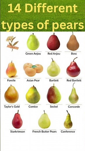 14 Different Types of pears and their Names in English