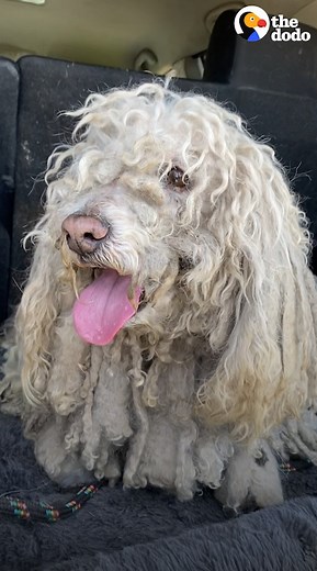 5.2M views · 77K reactions | Matted street dog looks like a whole new pup after a haircut — now he loves to float on his back in his new pool  | The Dodo | Facebook