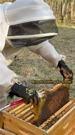 Early Spring Signs Inside the Hive