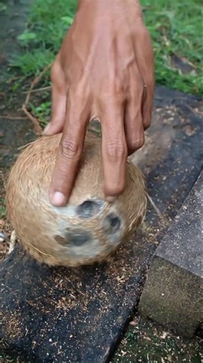 Incredible to open an old coconut from its shell