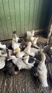 18K views · 2.8K reactions | Time to get our Muscovy ducklings in for their evening feed #muscovy #ducklings | Caenhill Countryside Centre | Facebook