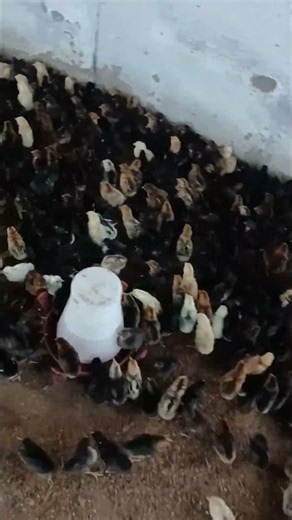 Sonali Desi birds #poultry #chicken #roosterfarm #birds #freerangechickens #music
