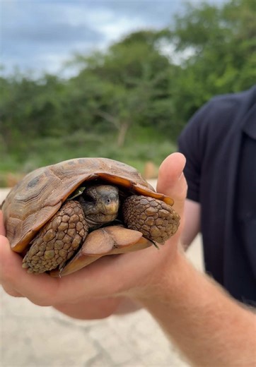 Tortoise Crossing the Road in South Africa