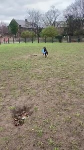 4.3K views · 137 reactions | Freddie is looking for his forever sofa with plenty of space to play. Pop over to our website for more details: https://www.justwhippetsrescue.co.uk/dogs-for-adoption | Just Whippets Rescue | Facebook