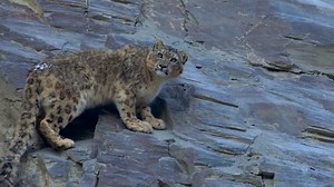 15K views · 1K reactions | A rare and breathtaking sight! ️ High in the rugged mountains, a snow leopard was recently spotted blending almost perfectly into its rocky surroundings — a true master of camouflage. These elusive big cats remind us how beautifully nature designs its own protection. Let’s continue to protect theirs. ❄️ #SnowLeopard #MountainGhost #WildlifeWonder #conservenature | Snow Leopard Foundation | Facebook