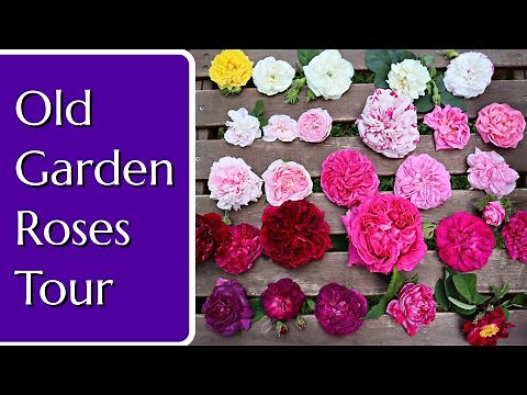 Old Garden Roses Tour