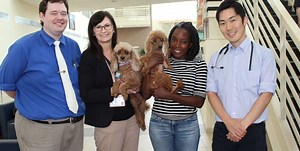 College launches open heart surgery program for dogs »  College of Veterinary Medicine » University of Florida