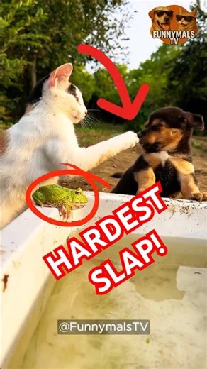 Cats Ending Arguments in Seconds 😂 #funny #memes #cat