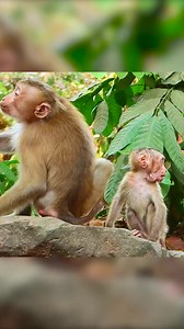 Tiny abandoned monkey has more monkeys grab to have him. Part 6 | Monkey Magic