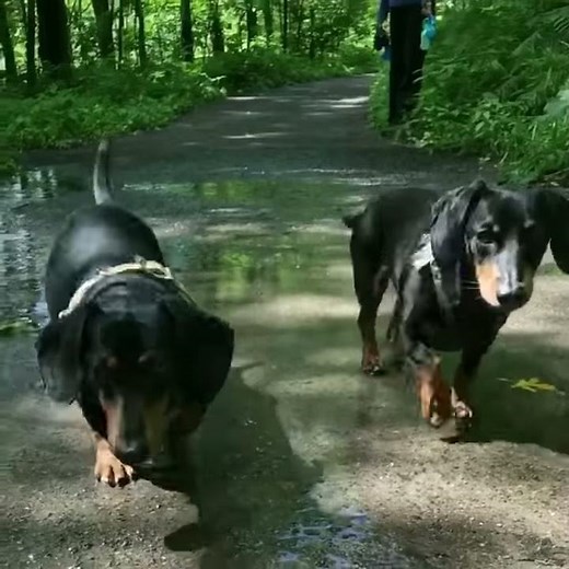 Crusoe & Oakley Go for a Walk: Instagram Story Compilation