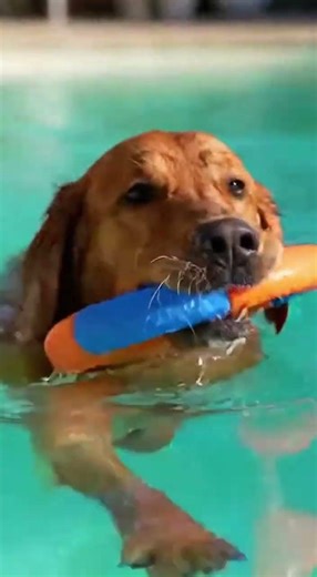 cute dog playing in swimming pool of usa