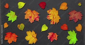 Animated pattern of rotating dry autumn leaves with shadow on blackboard background, happy thanksgiving day background concept