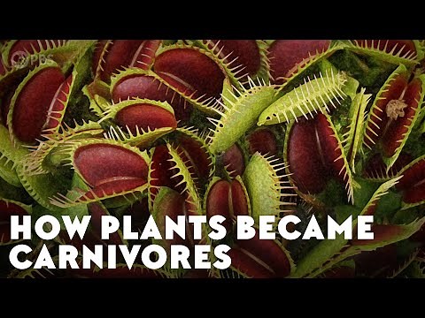 How Plants Became Carnivores