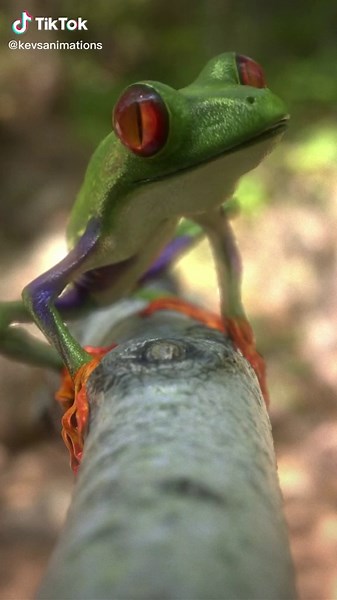 Krazymations on TikTok