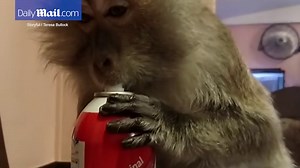 This Java Macaque monkey likes her Reddi Wip by the Mouthful