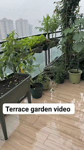 1.6M views · 10K reactions | Harvesting some fruits From Terrace garden #gardenharvesting #harvestHarvesting #gardentips #gardening #garden #fruits #flowers #gardenlifegarden | Garden Tips | Facebook
