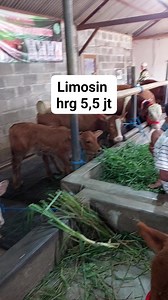 672 reactions · 165 comments | 5 jutaan dpt limosin #sapi #rojokoyochannel #grosirsapi #sapimurah #cow #shortsvideo | Darmaji Rojo Koyo Chanel | Facebook