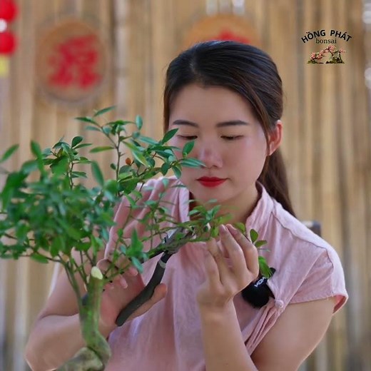 9 42 #bonsai #caycanh